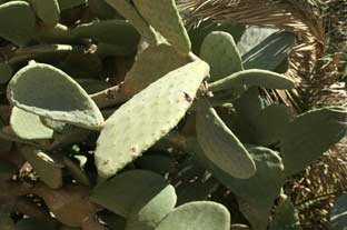 Estepona, bloemen en planten